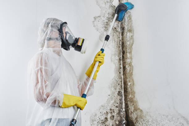 Best Crawl Space Mold Remediation in Koontz Lake, IN