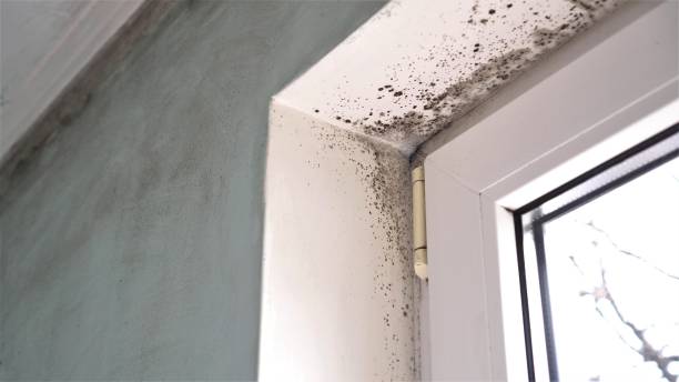 Best Mold Testing and Inspection Services in Koontz Lake, IN