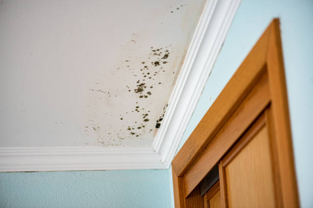 Best Commercial Mold Remediation in Koontz Lake, IN